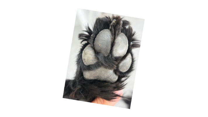 A close-up of a black dog's paw pad and claws, shown against a plain white background.